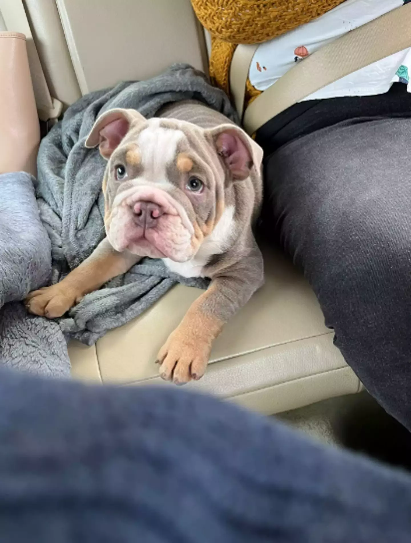 Harley chewed David's toe almost to the bone. (SWNS)