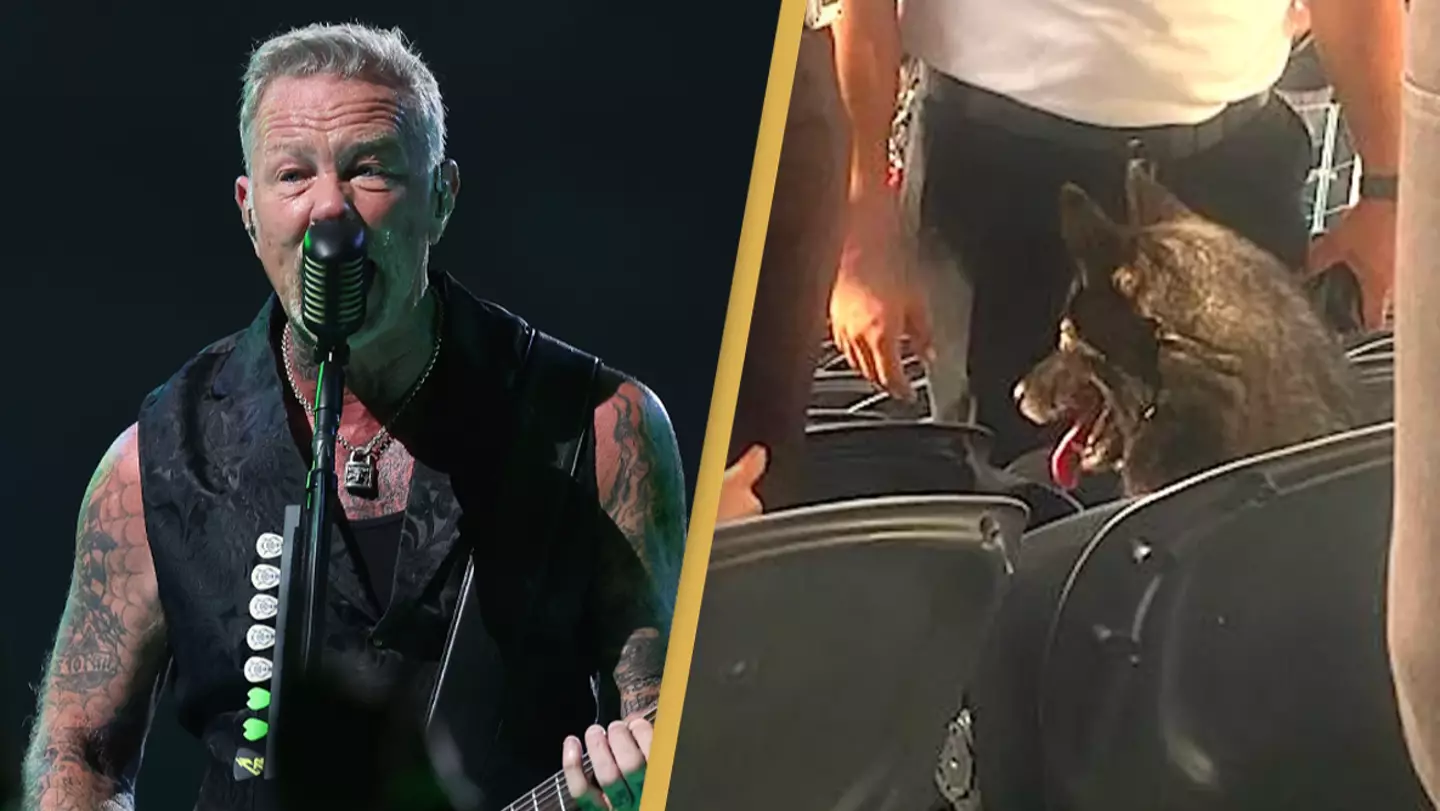 Dog goes missing from home and sneaks into Metallica concert