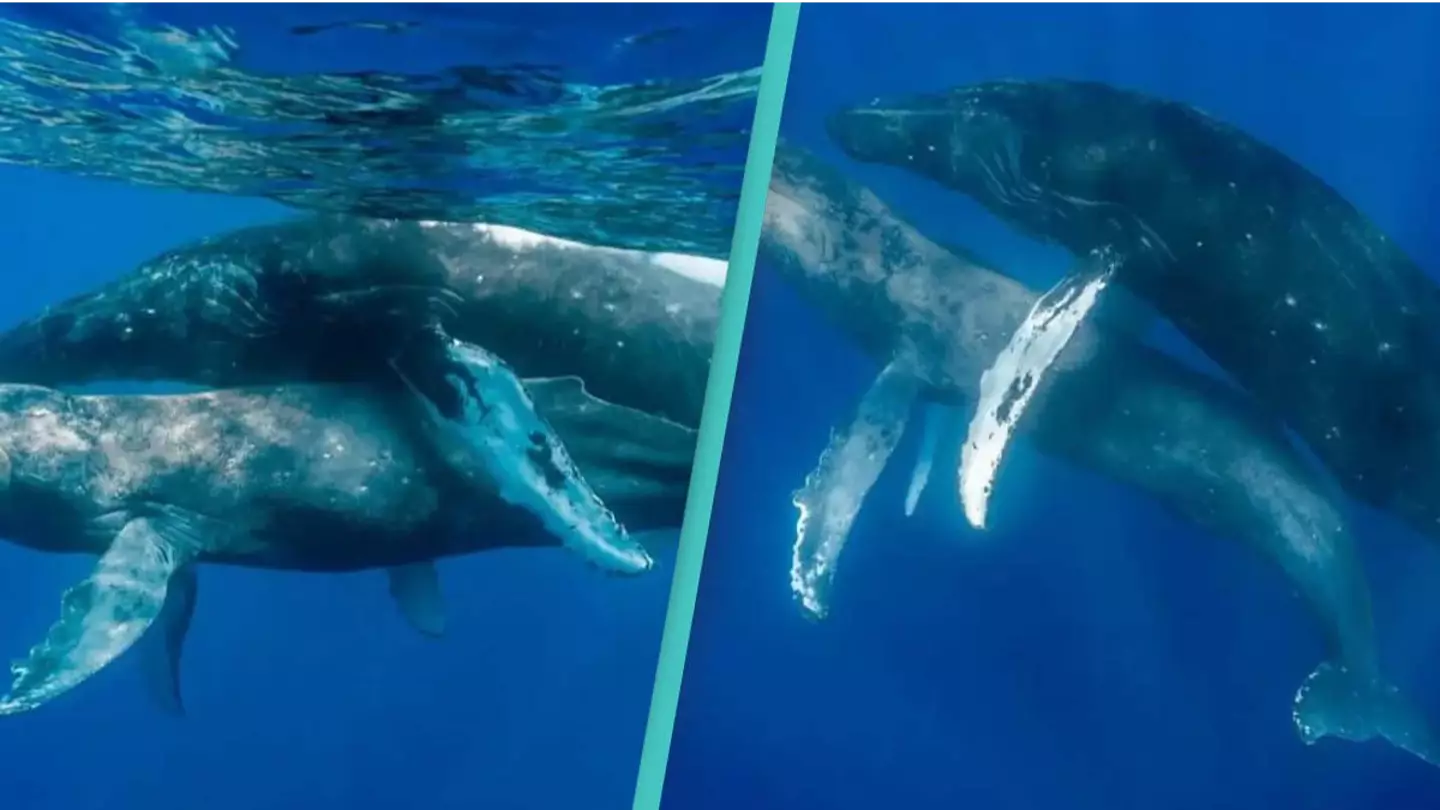First-ever photos taken of humpback whales having sex involves two males