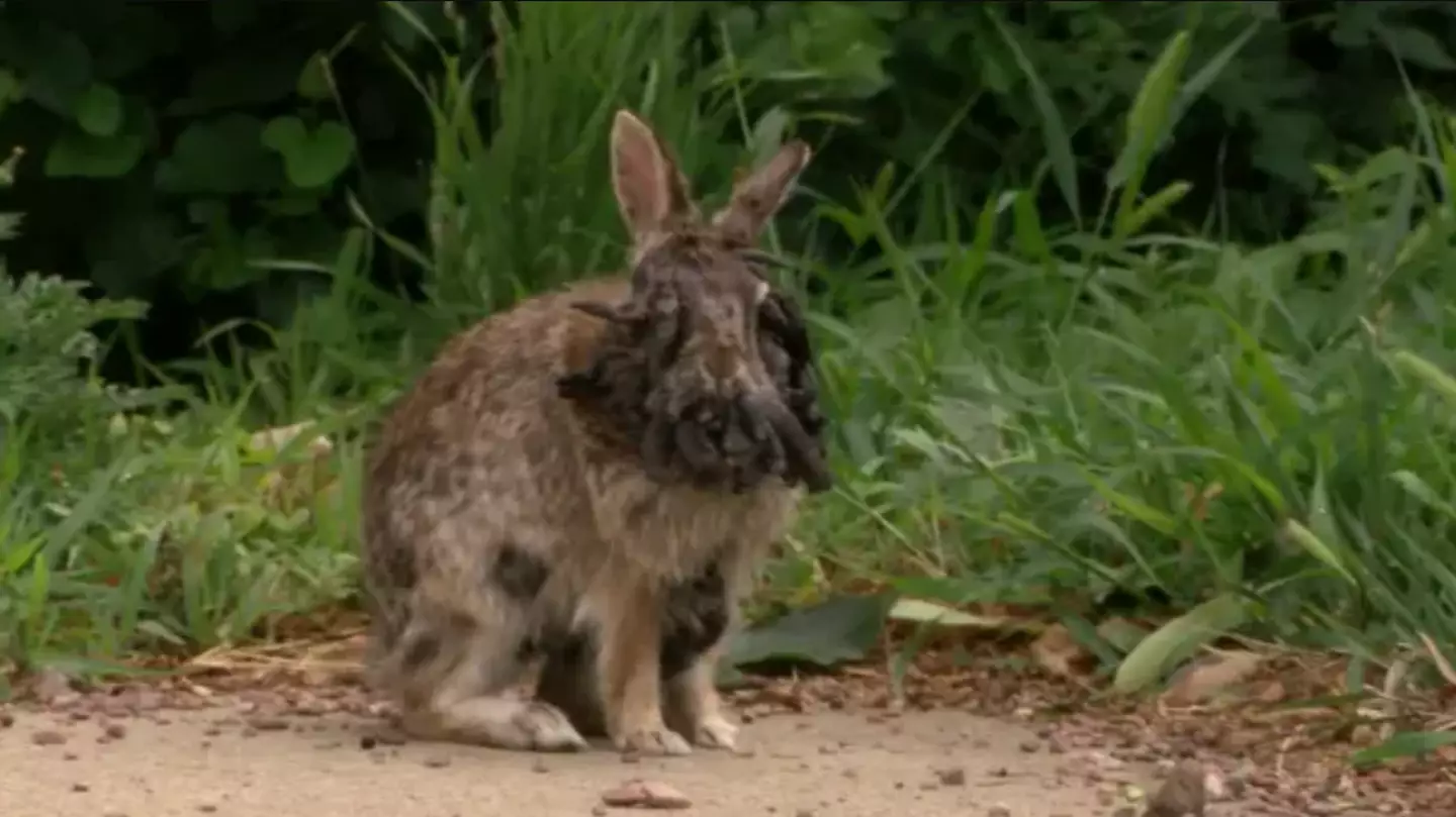 Devastating impact disease has on infected 'Frankenstein' rabbits with 'tentacles' as they invade US