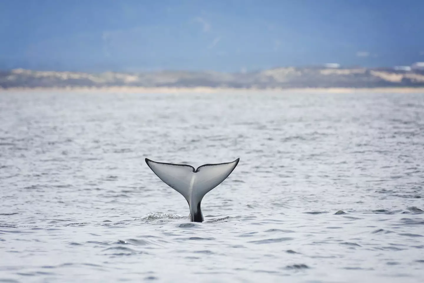 One theory suggests the orcas are practicing their hunting (Getty Stock Image)