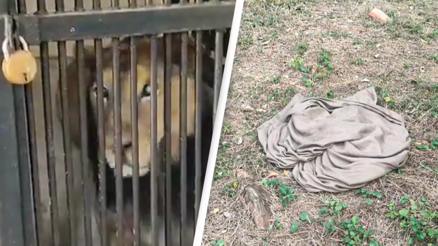 Man mauled to death by a lion after climbing into its enclosure to take selfie with it