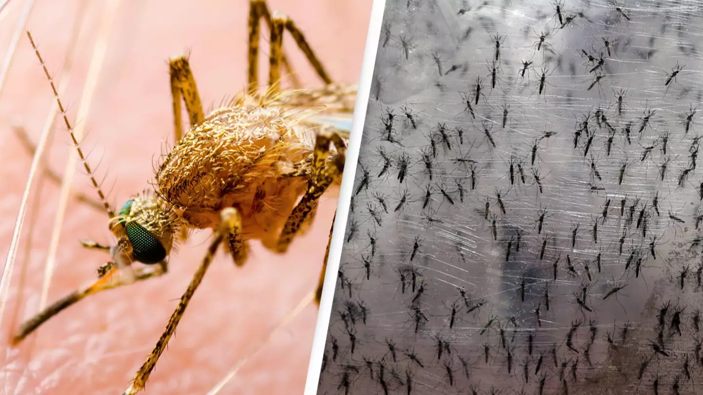 Billions Of Genetically Modified Male Mosquitos Set To Be Released
