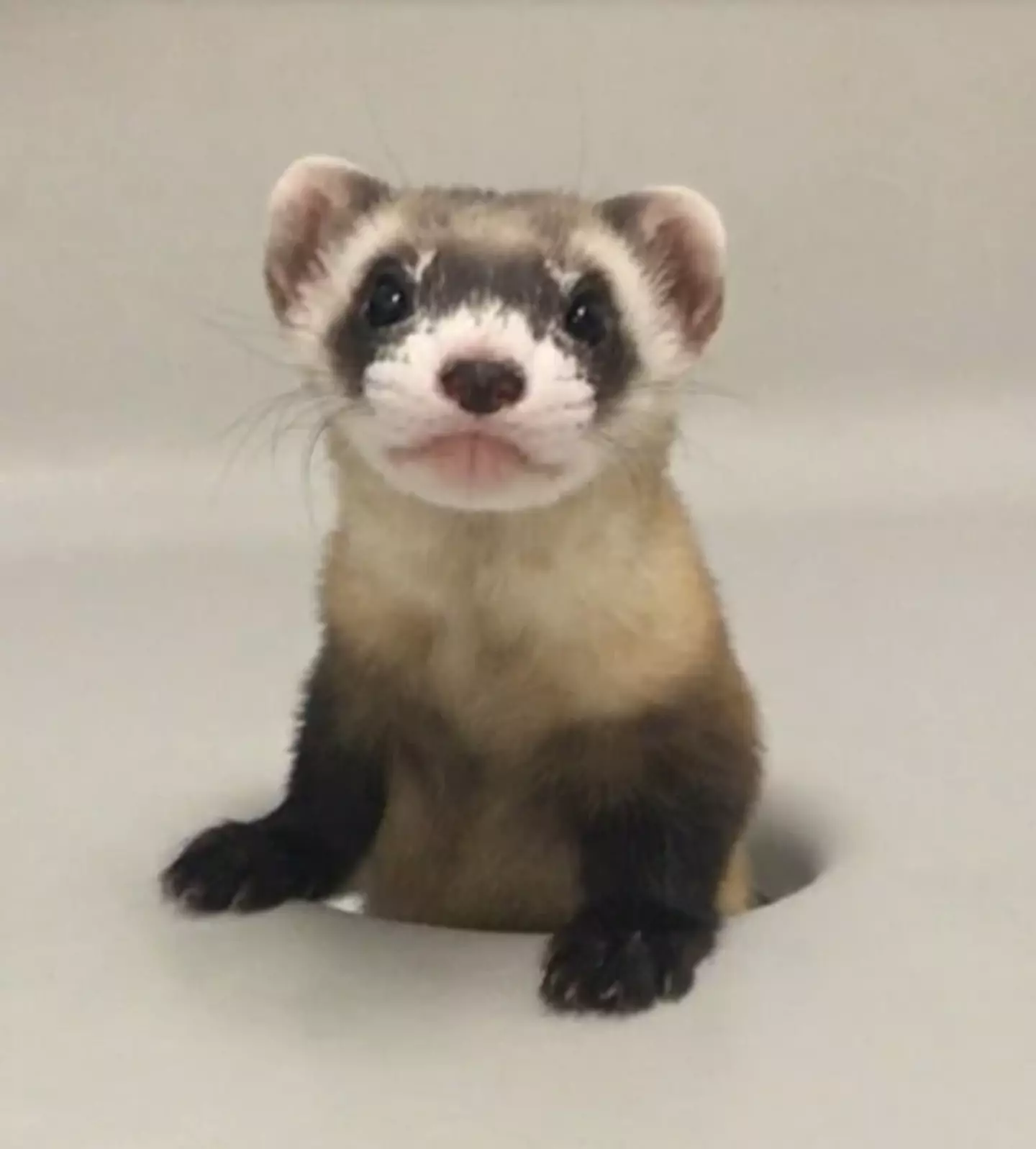 Elizabeth Ann the black-footed ferret. (USFWS National Black-footed Ferret Conservation Center)