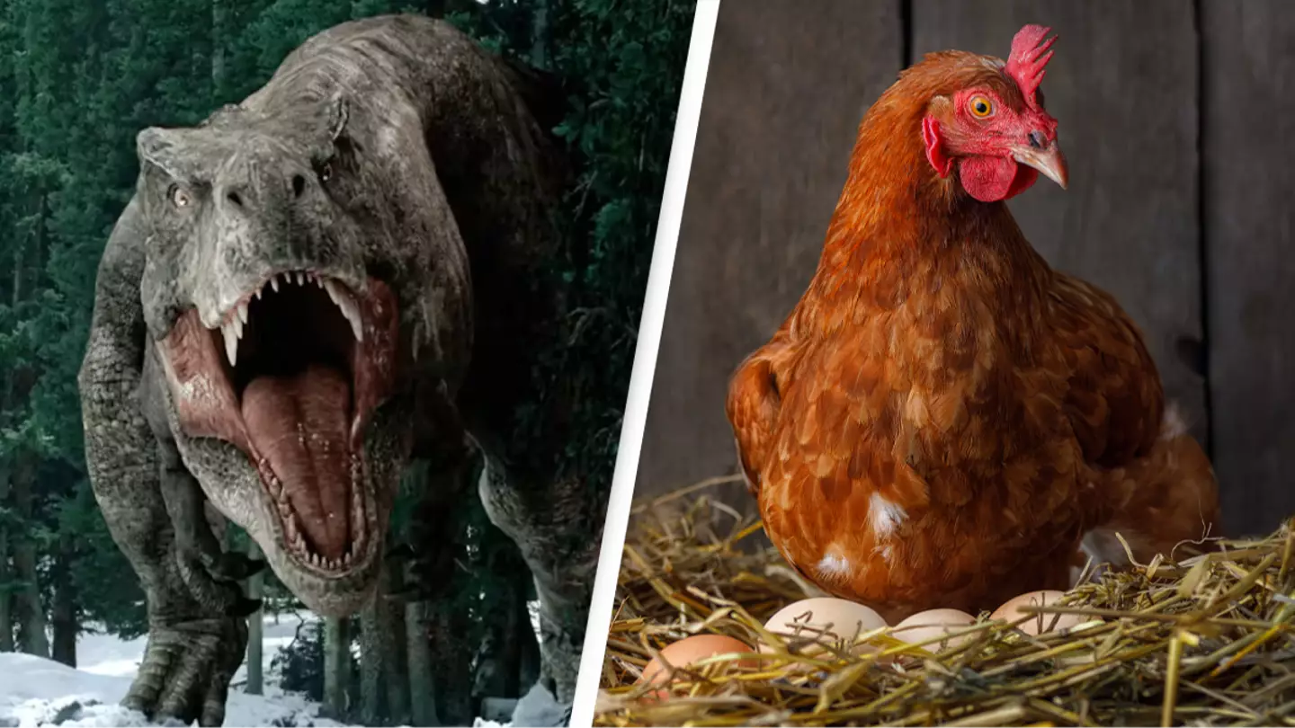 Scientists discover why the closest living relative to the T-Rex might actually be a chicken