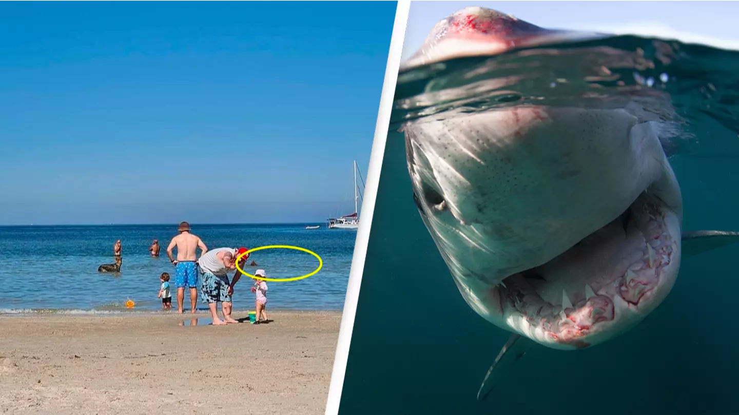 Subtle detail in seemingly harmless beach pic causes shark attack panic