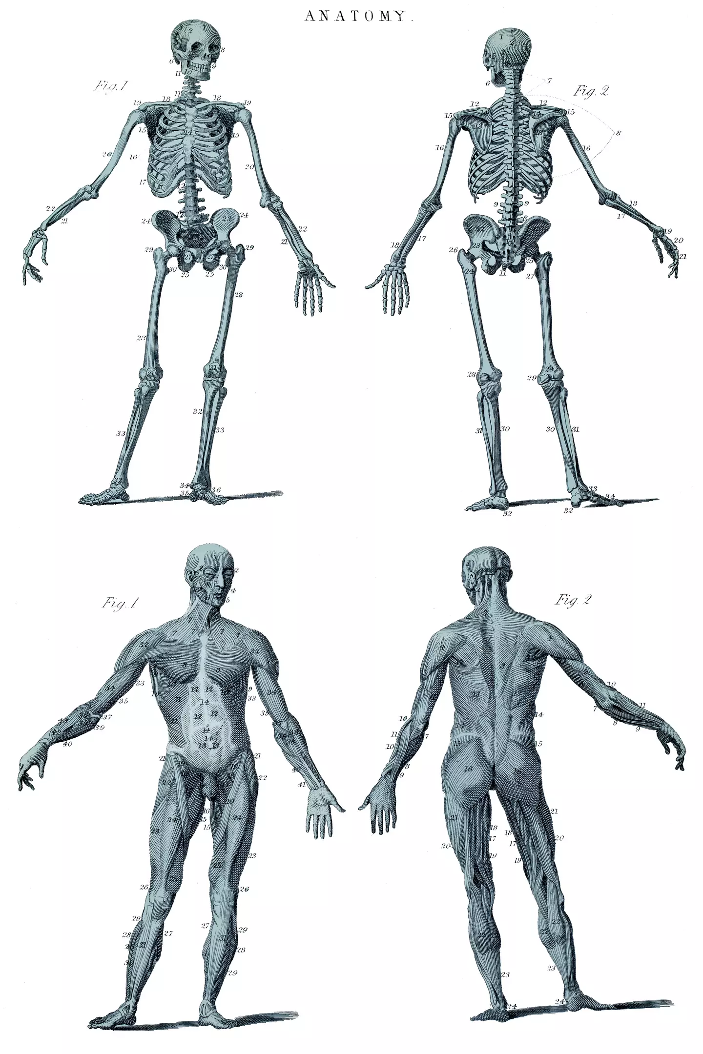 Humans have a lot of muscles to help us pilot our flesh-suits (mikroman6 / Getty)