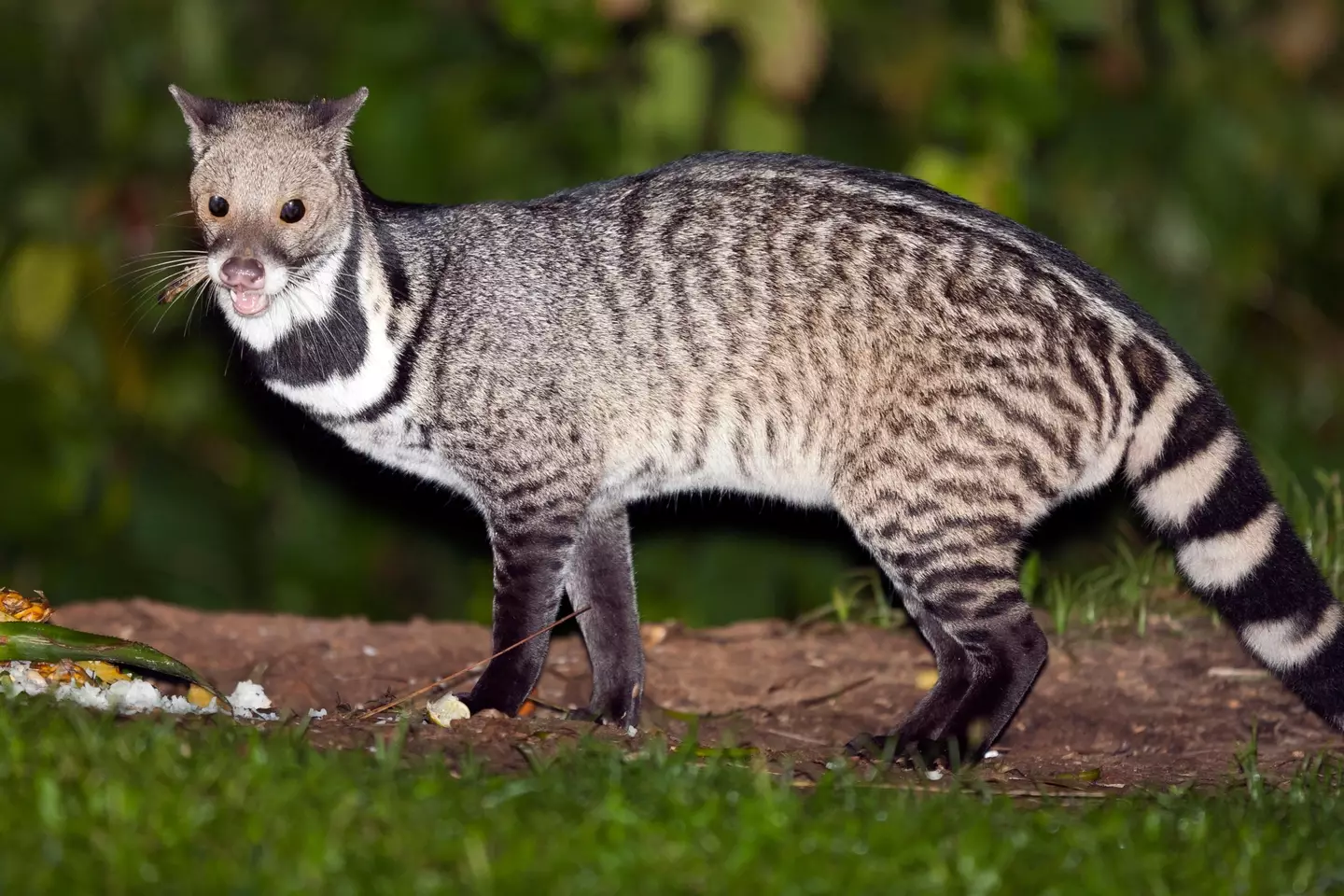 People are convinced the creature is a civet.