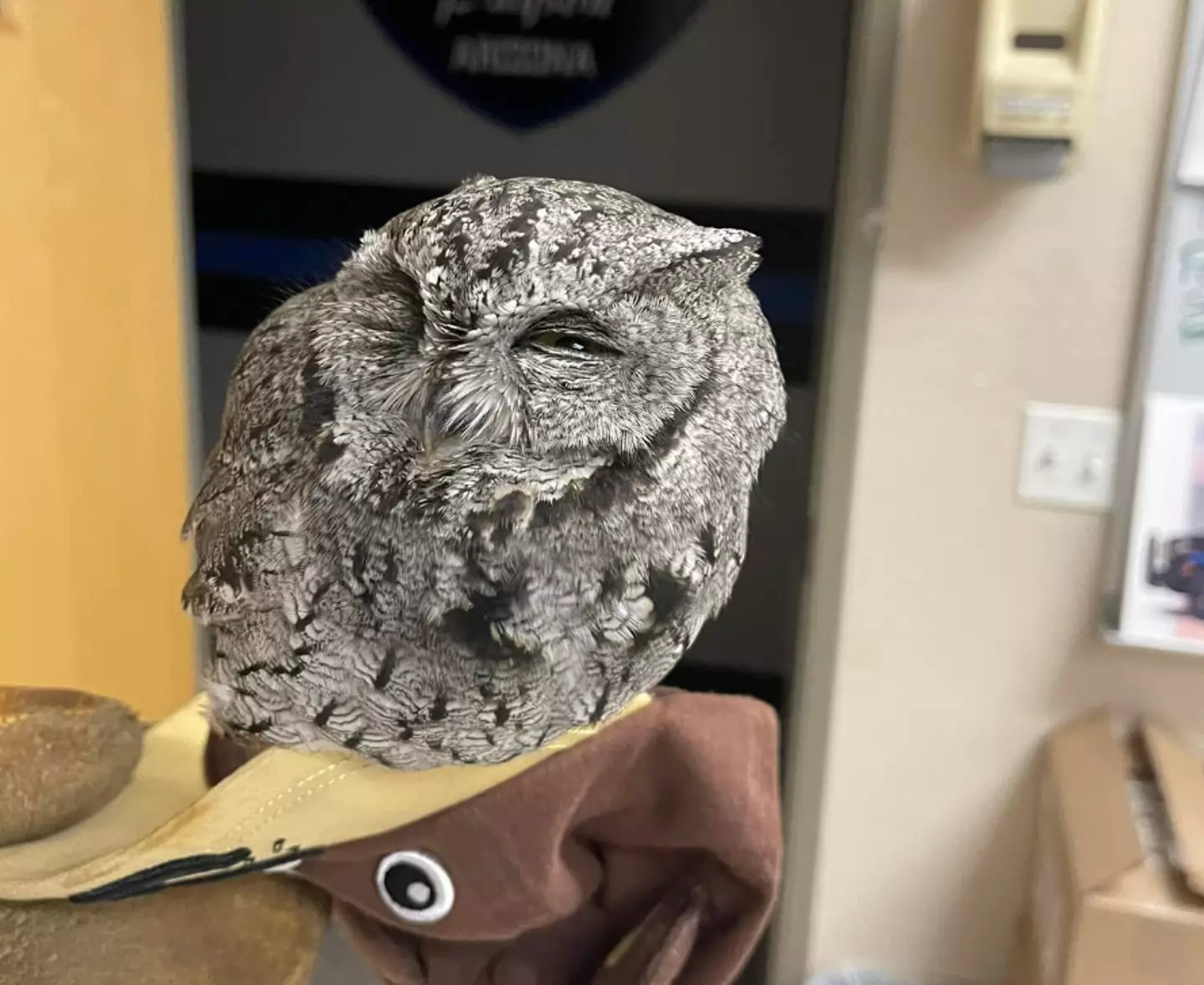 The owl was found in the car with the driver.