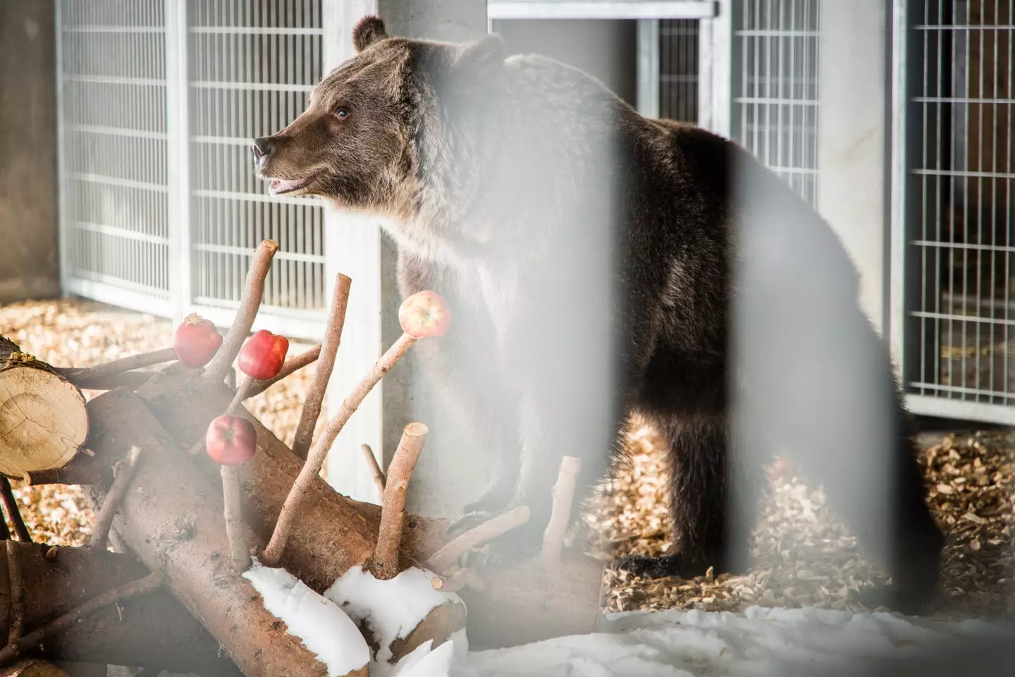 Jambolina was rescued after being forced to perform in the circus.