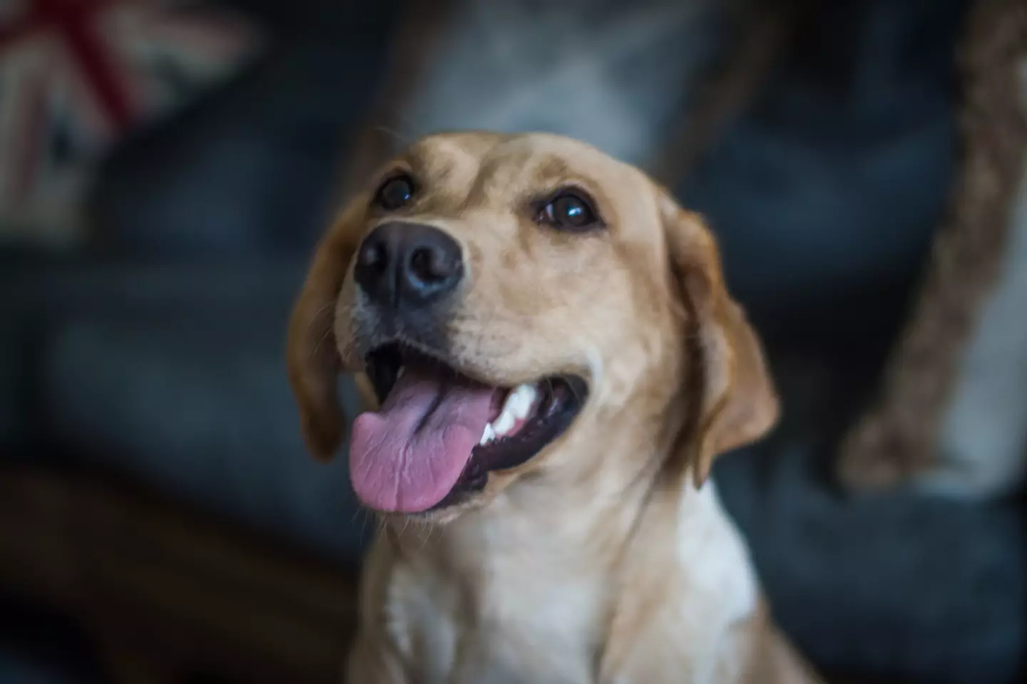 The vast majority of dogs won't be affected. Getty Stock Photo