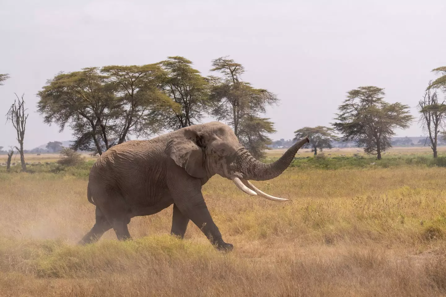 The priority is to capture the animal and release it into the wild (Getty Stock Photo)