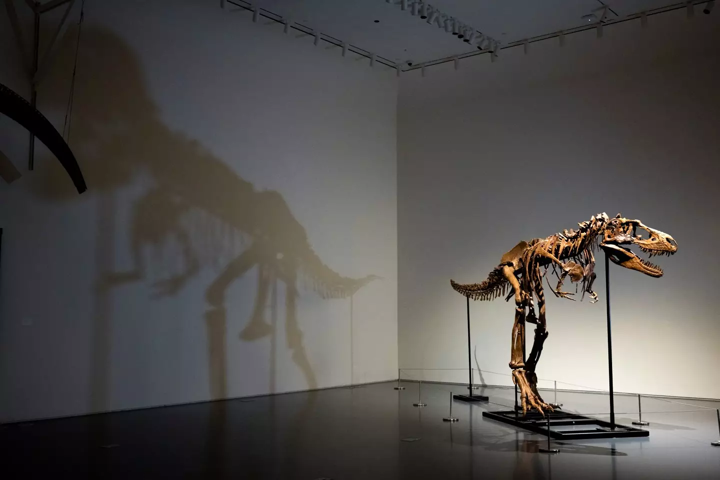 In 2013, a farmer in Montana unearthed a dinosaur skeleton.