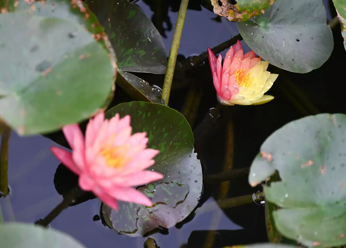 Apparently lotus flowers blooming in China on 8 April are also a sign.