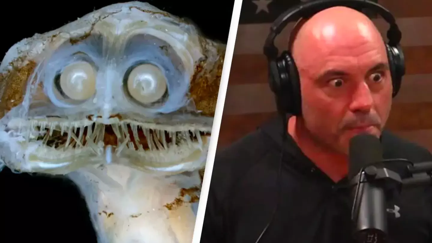 Dave Johnson / Joe Rogan