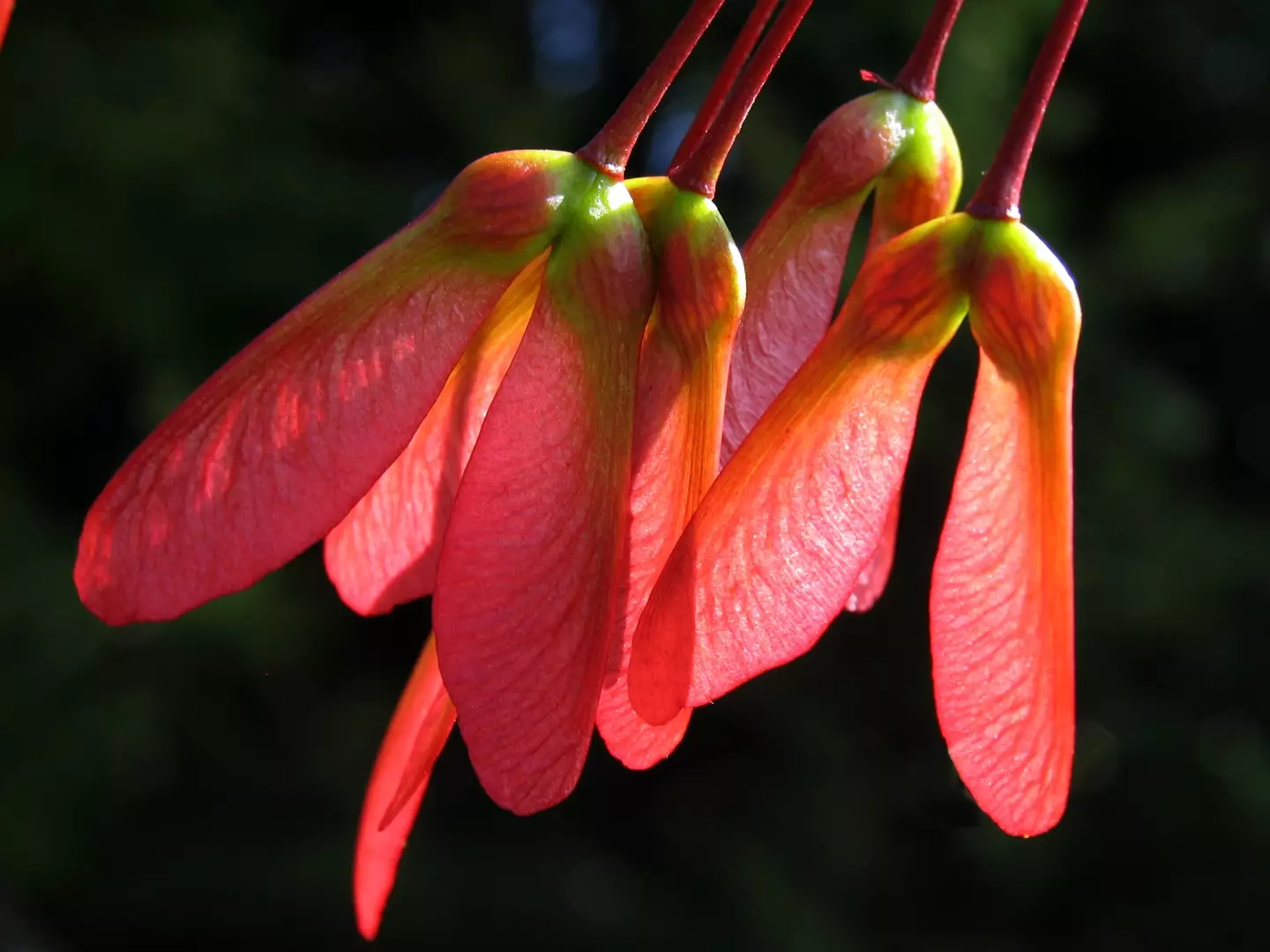 Maple fruits are also achenes but they have samara, a pair of connected, winged seeds (Getty Images)