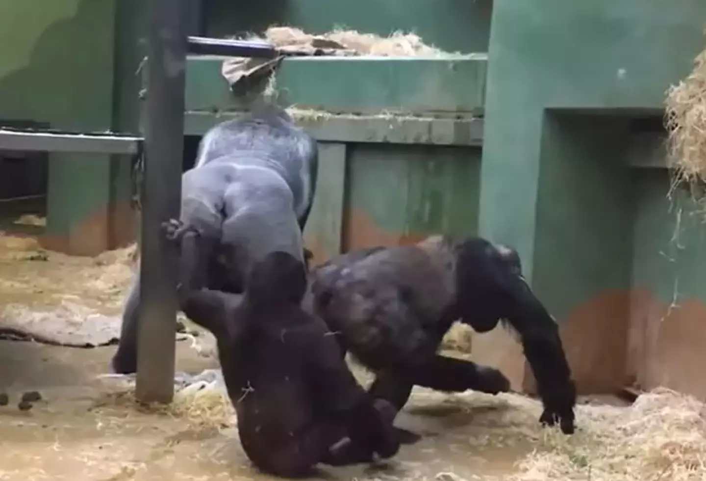Once the sex was over, the gorillas swiftly went their separate ways.