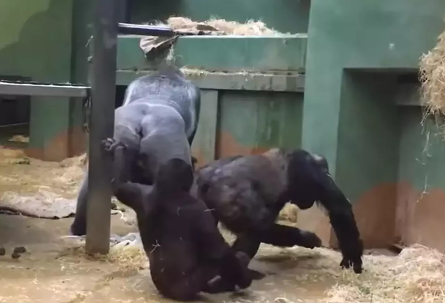 The gorillas swiftly went their separate ways after the sex concluded. (YouTube/TrBeats NewsMzk)