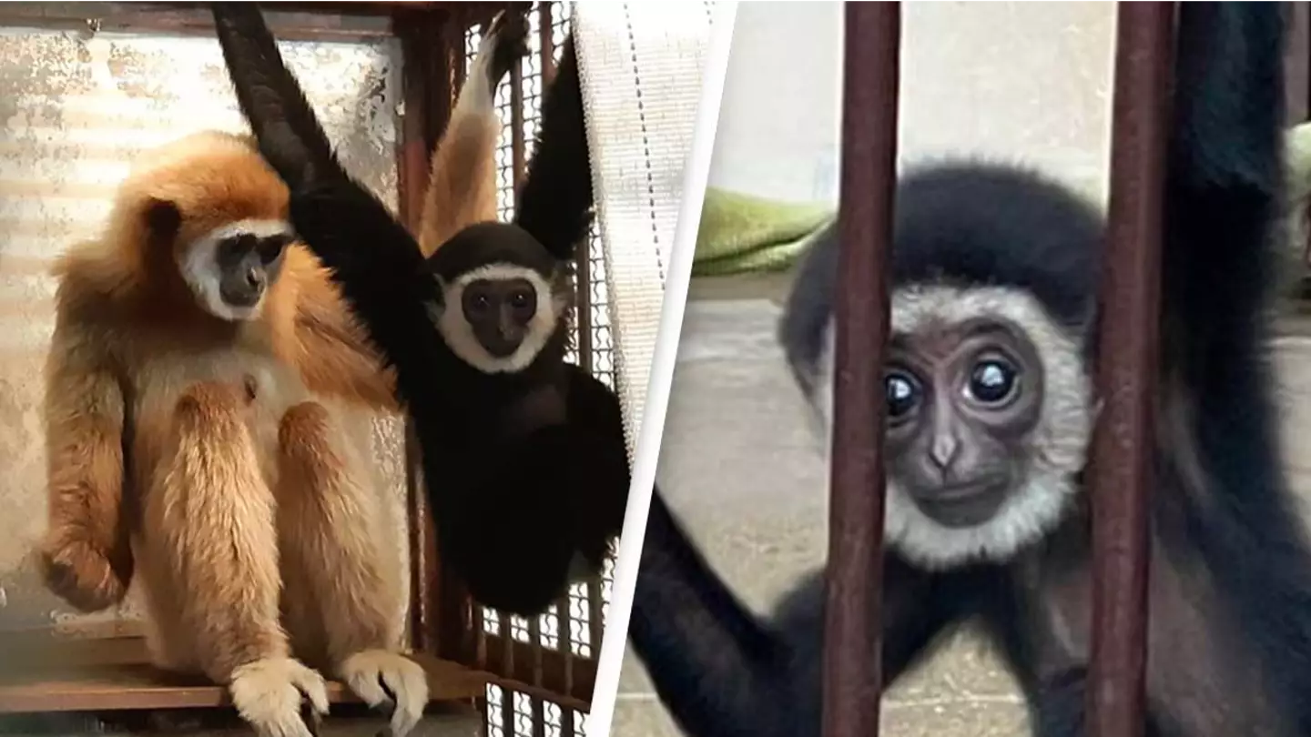 Zookeepers solve mystery of female monkey who got pregnant while she was alone in her cage