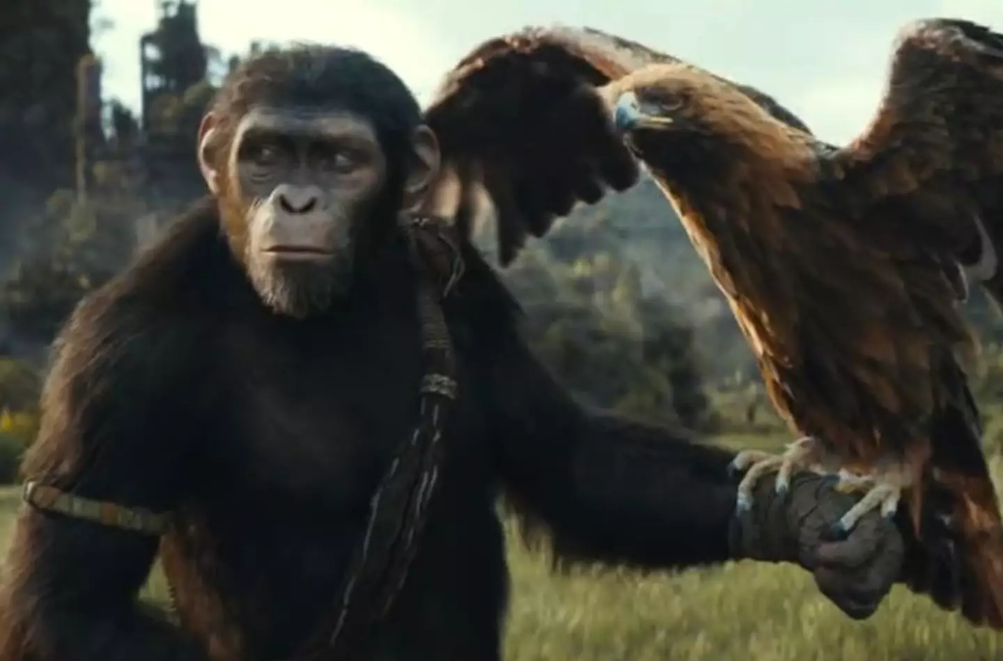 The first trailer for Kingdom of the Planet of the Apes has been release.
