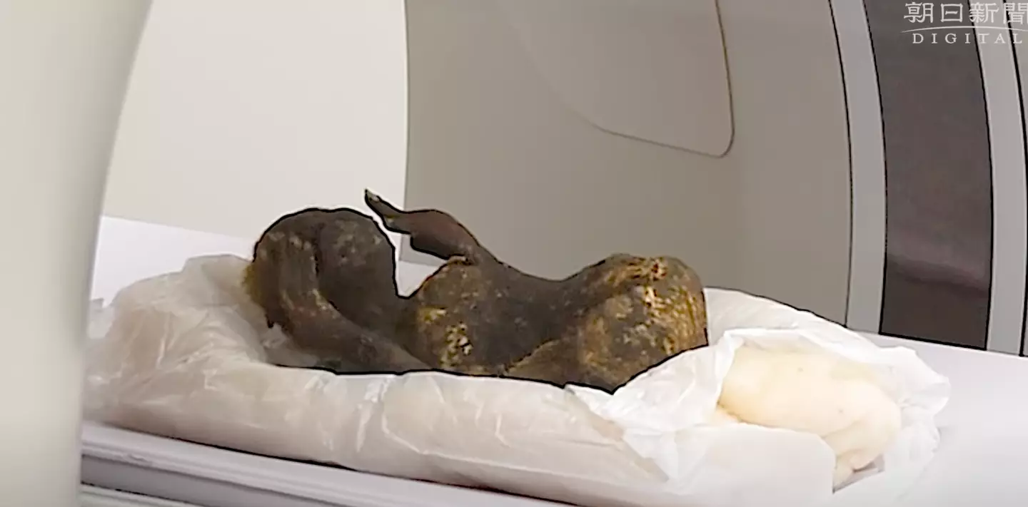 Scientists have tested a 'mermaid mummy' to find out what it really is.