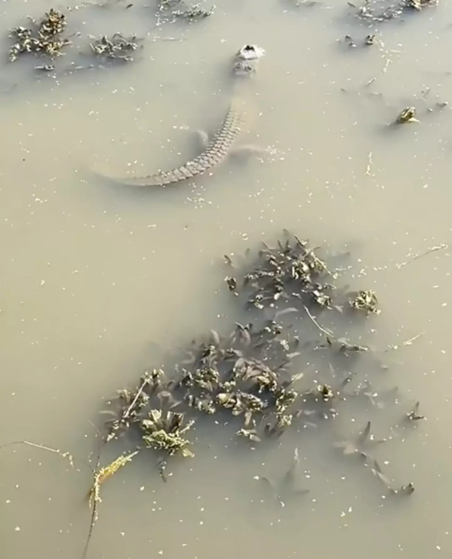 The video shows how alligators survive in frozen water.