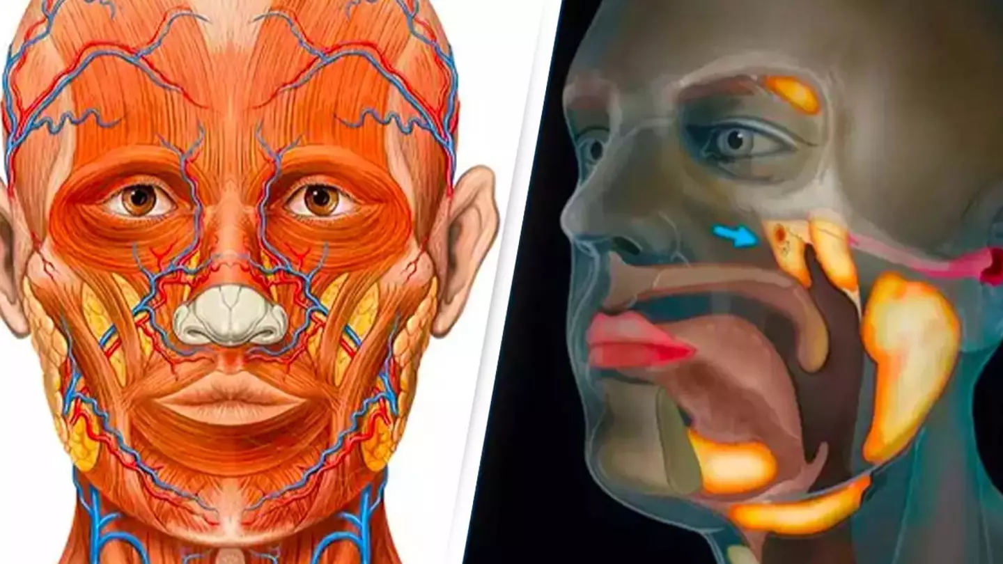 Patrick J. Lynch, medical illustrator/Netherlands Cancer Institute