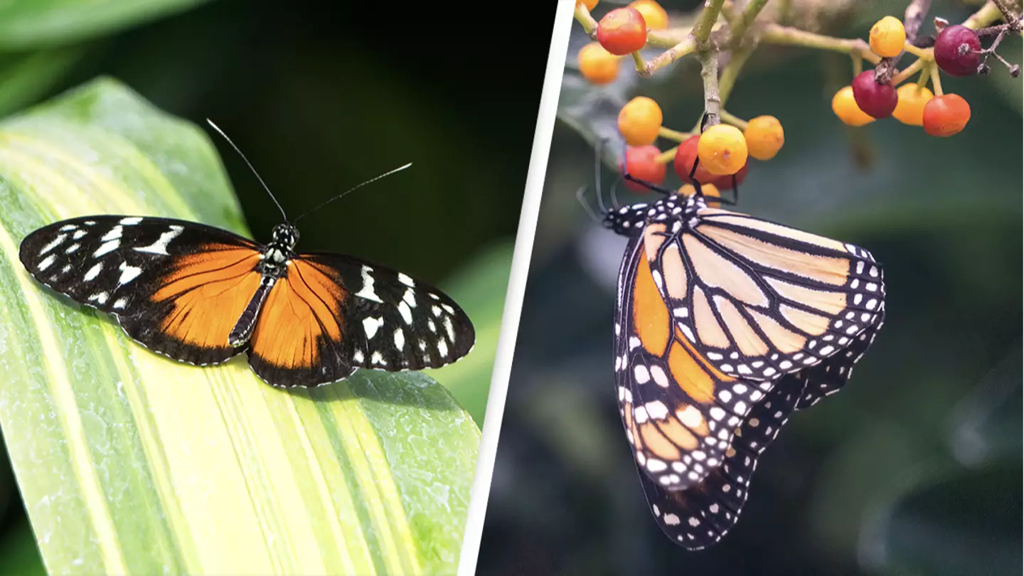 Monarch Butterflies Have Just Become Endangered
