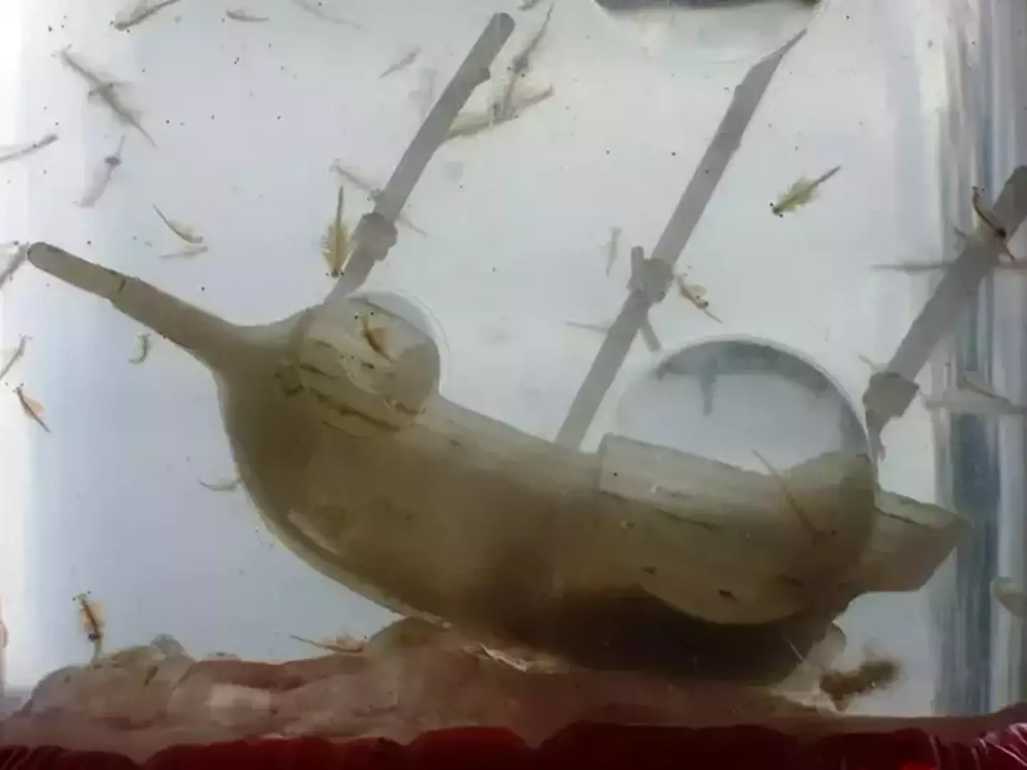 Sea Monkeys proved a huge hit (Wikimedia Commons)
