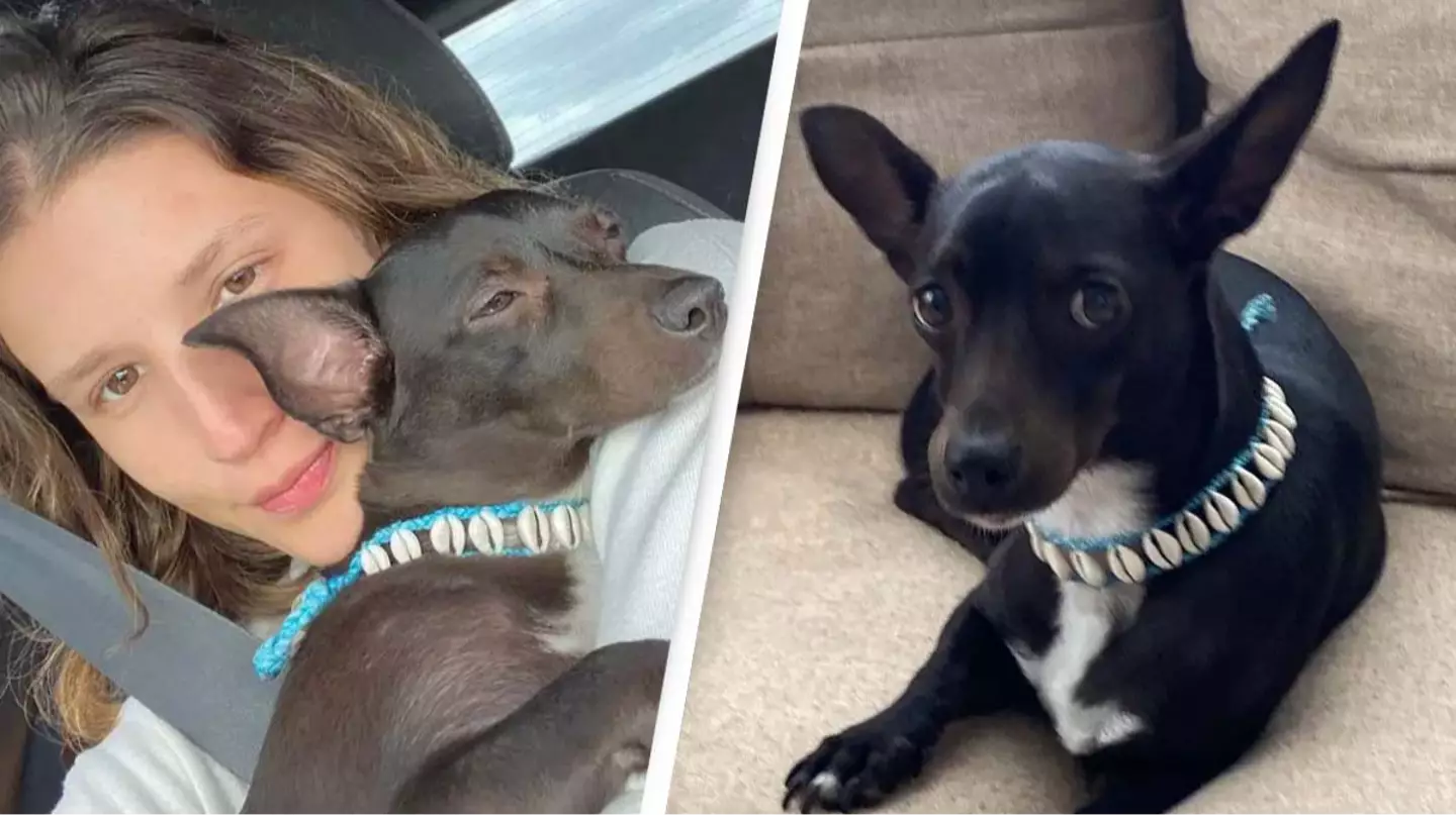 Airline offers woman $1,800 after it lost her dog in one of the biggest airports in the US