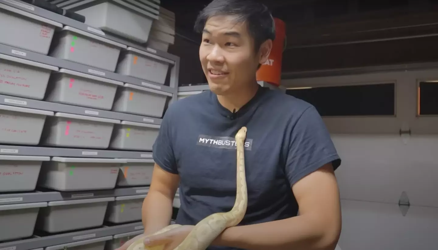 The YouTuber carefully selected his test subject, which ended up being a placid female python.