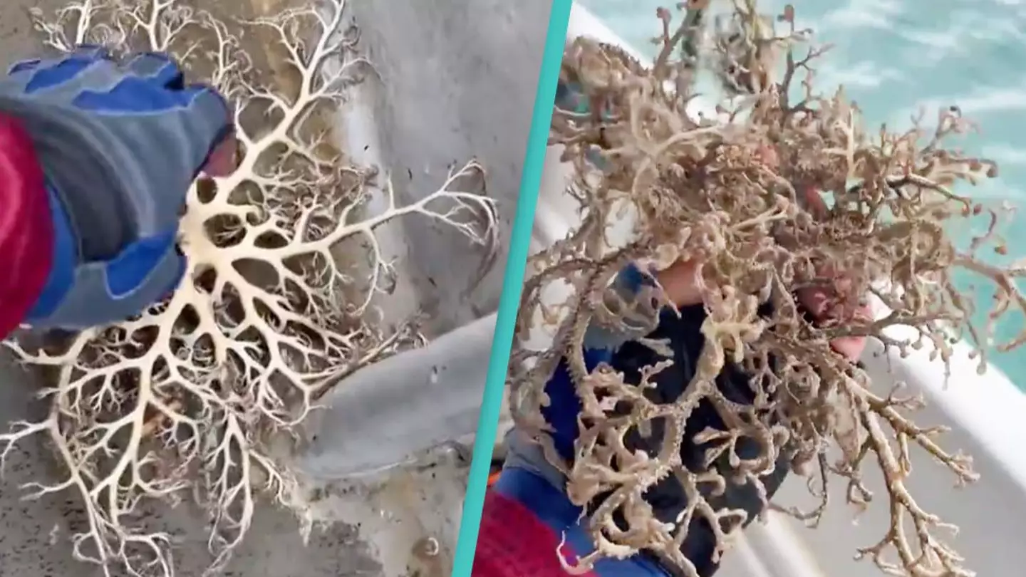 'Creepy alien' sea creature found clinging to boat is making people terrified of the ocean