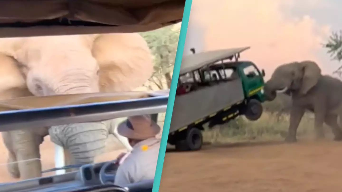 Terrifying footage captures the moment elephant lifts safari truck off the ground