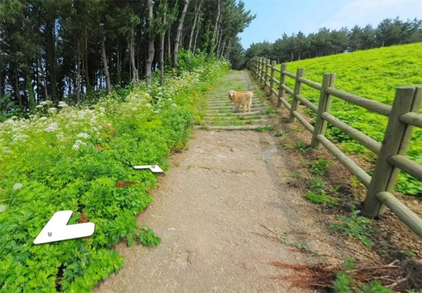 The dog was well-known in the area (Google Maps)