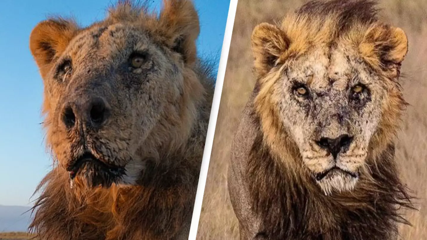World's oldest lion in the wild dies after being speared by herders