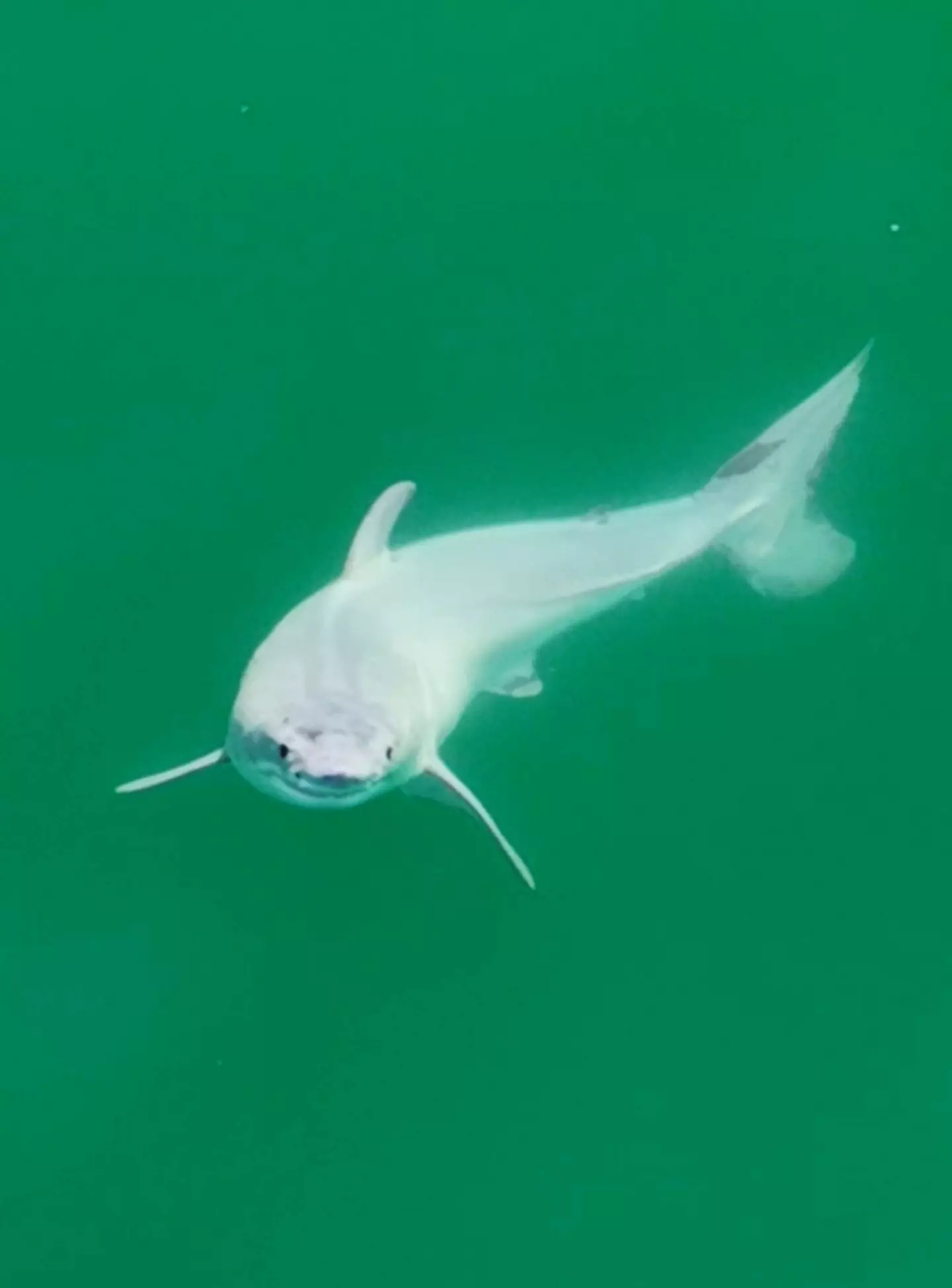 A newborn great white shark has been captured in remarkable footage.