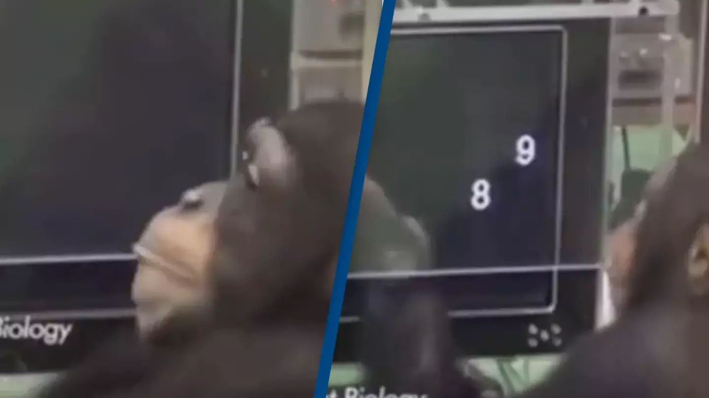 Chimpanzee’s unbelievable memory displayed in experiment video