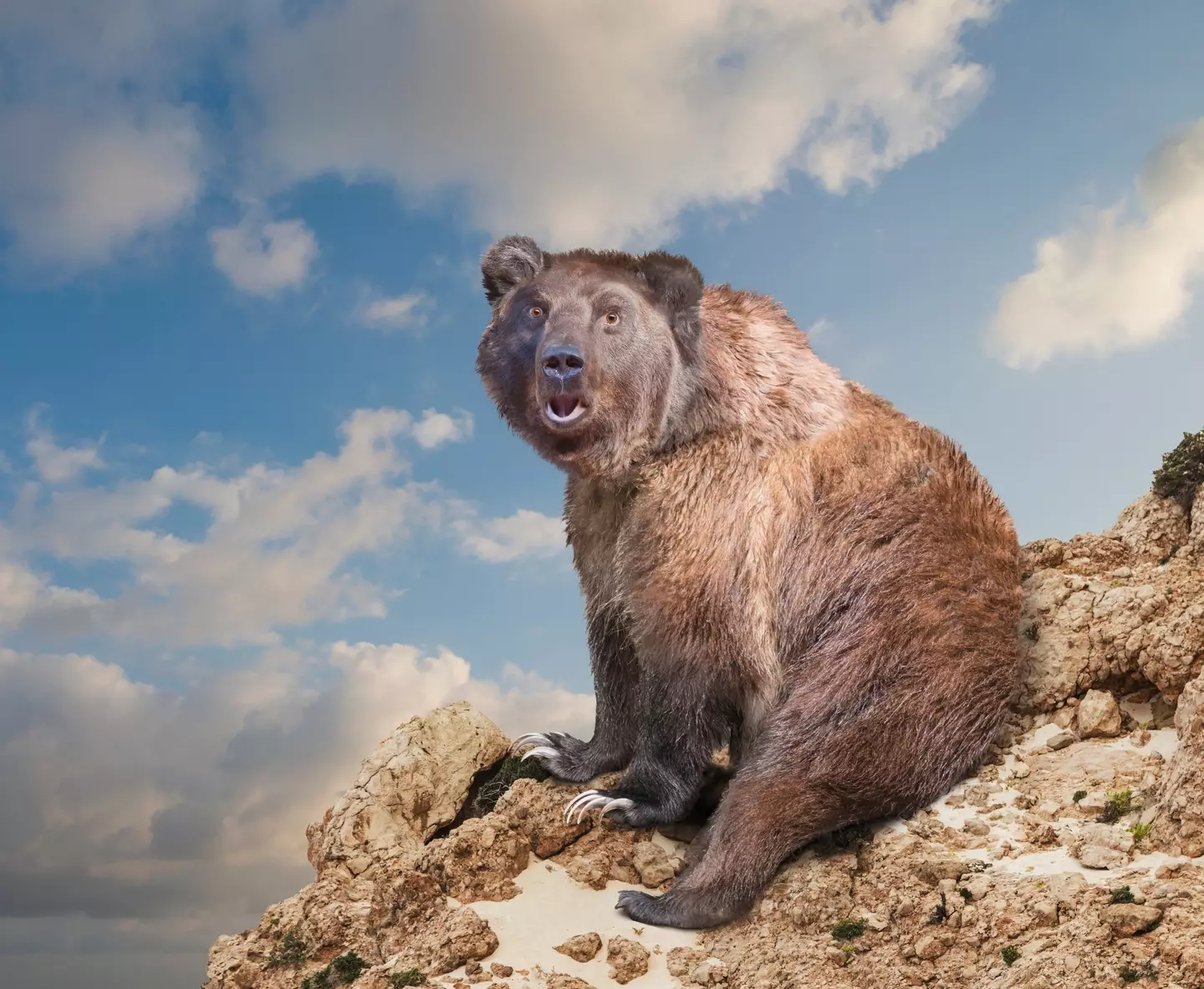 They ate what now? (Getty Stock Images/ John M Lund Photography Inc)
