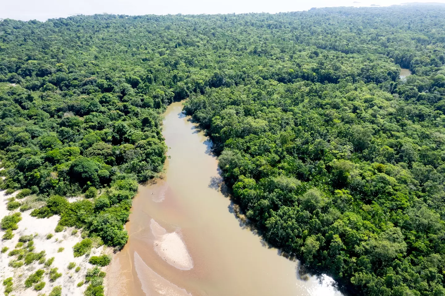 The Amazon rainforest has been badly affected by deforestation (Getty Stock Image)