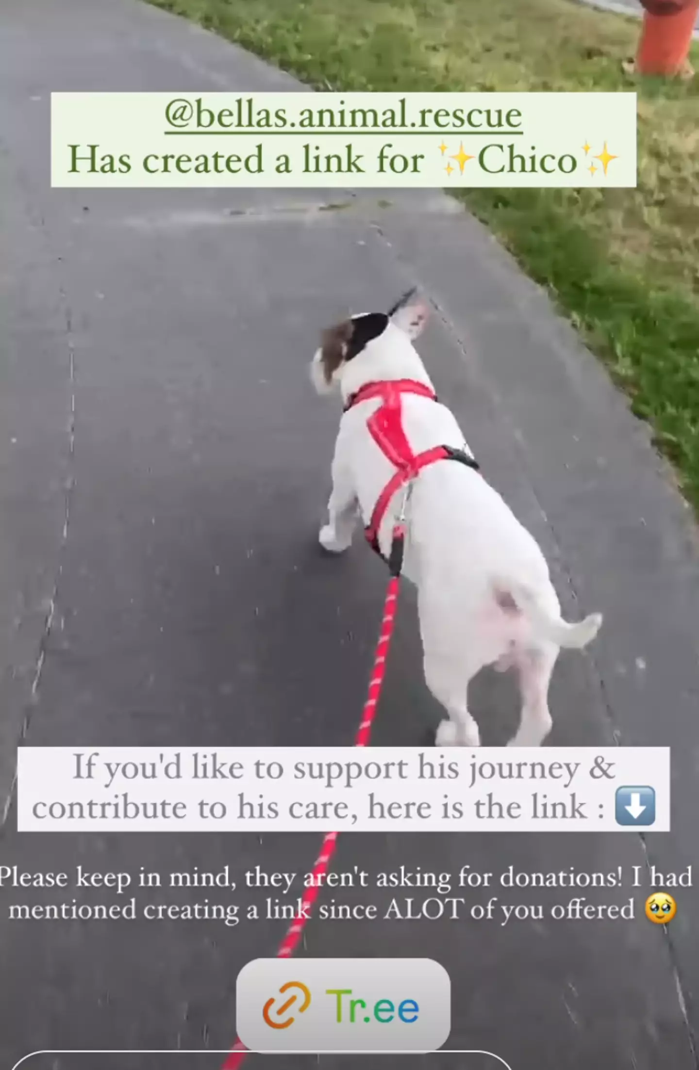 Chico has thankfully been placed in a foster home (Instagram/ @briianna.kc)