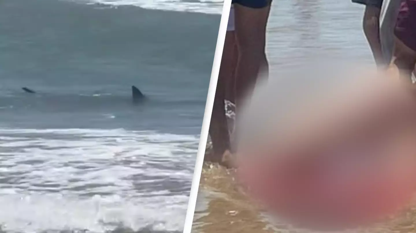 Horrifying footage shows shark circling beach after several 'extremely rare' back-to-back attacks