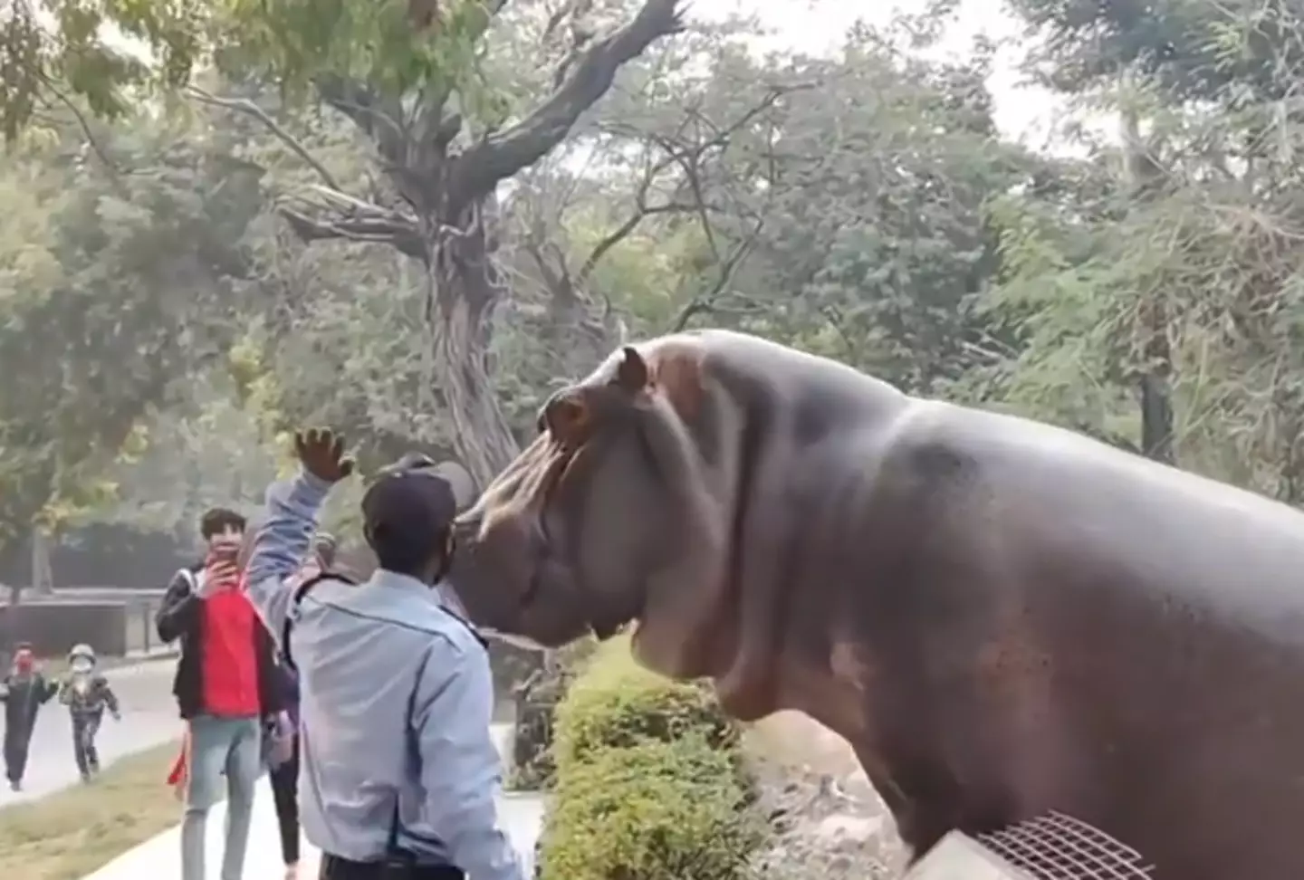 The security guard can be seen slapping the hippo in the face.