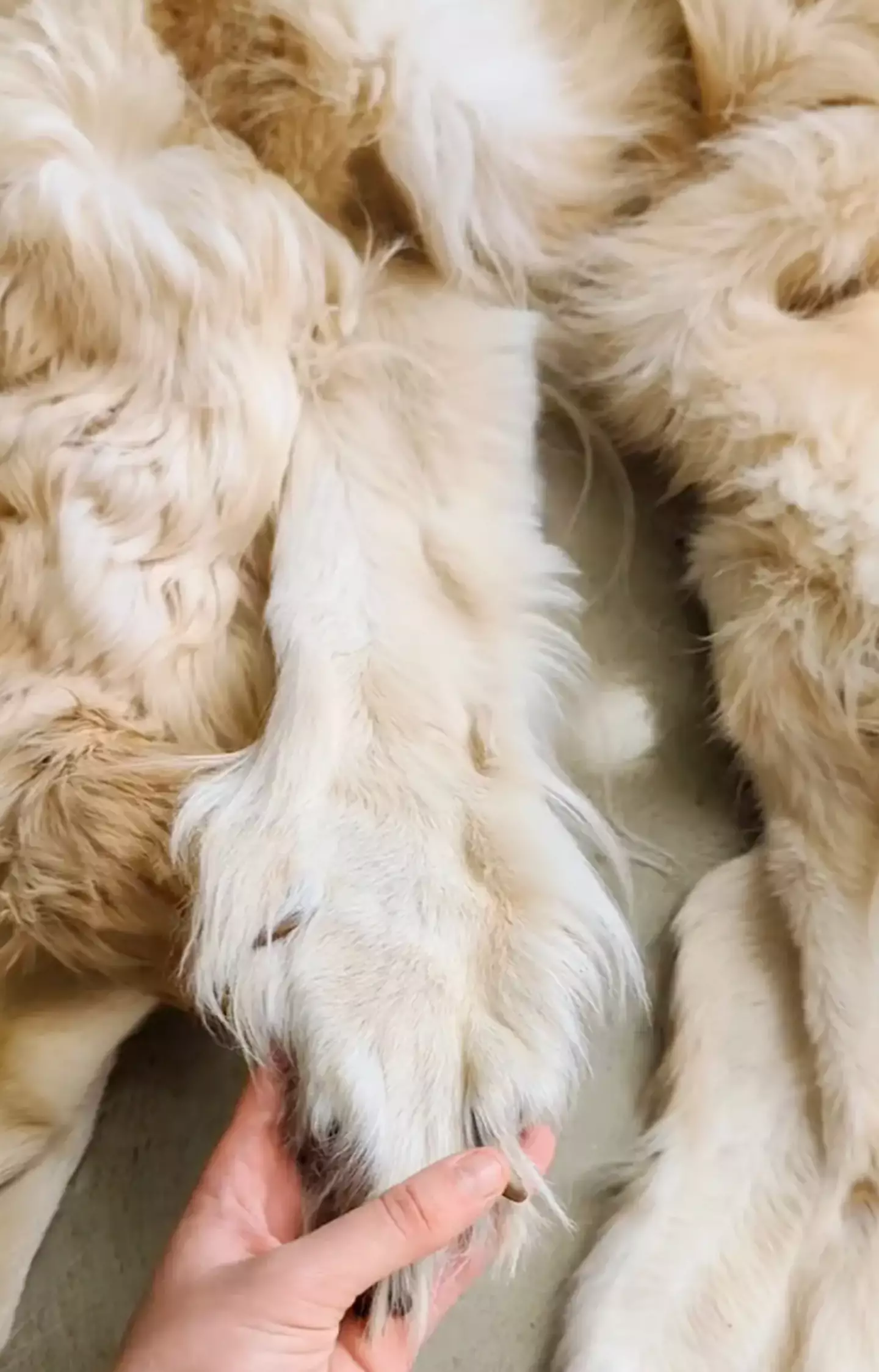 The fur even features the pup's claws.