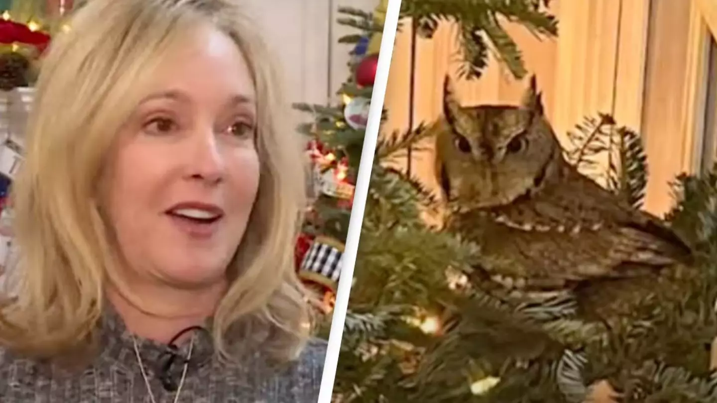 Baby owl goes undetected on family's Christmas tree for four days before cleaner notices