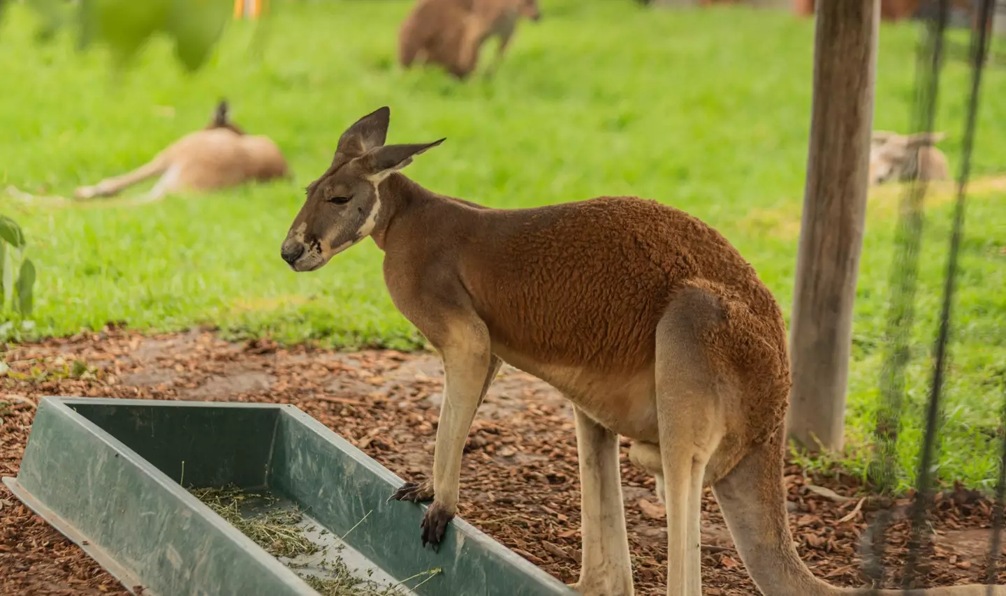 A kangaroo attacked 77-year-old alpaca breeder Peter Eades on Sunday, 11 September.