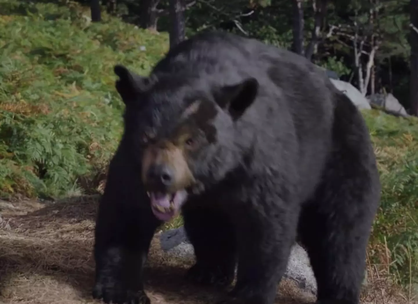 This is the face of a bear that's had a lot of cocaine.