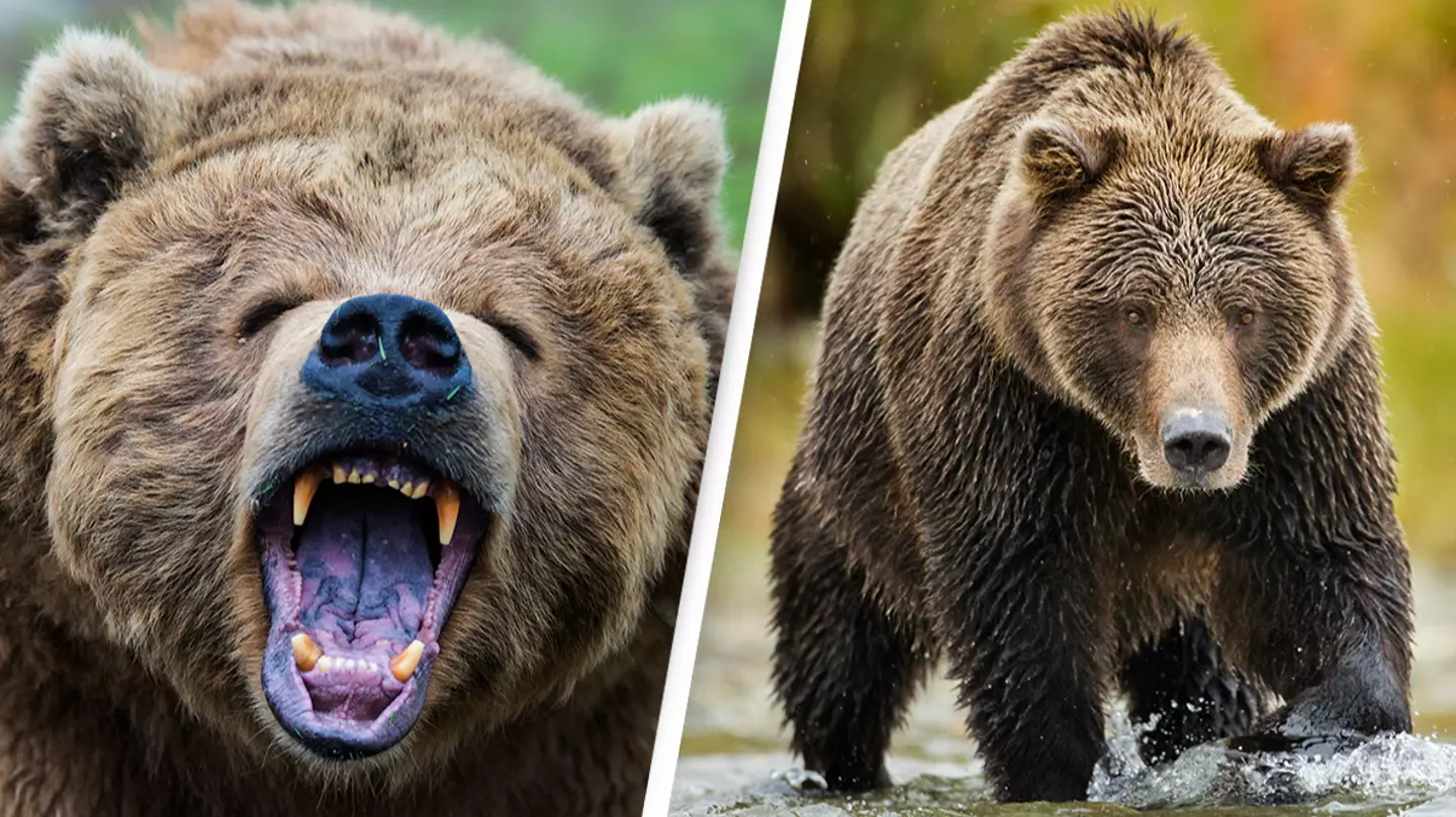 Couple killed by grizzly bear sent chilling final message to family