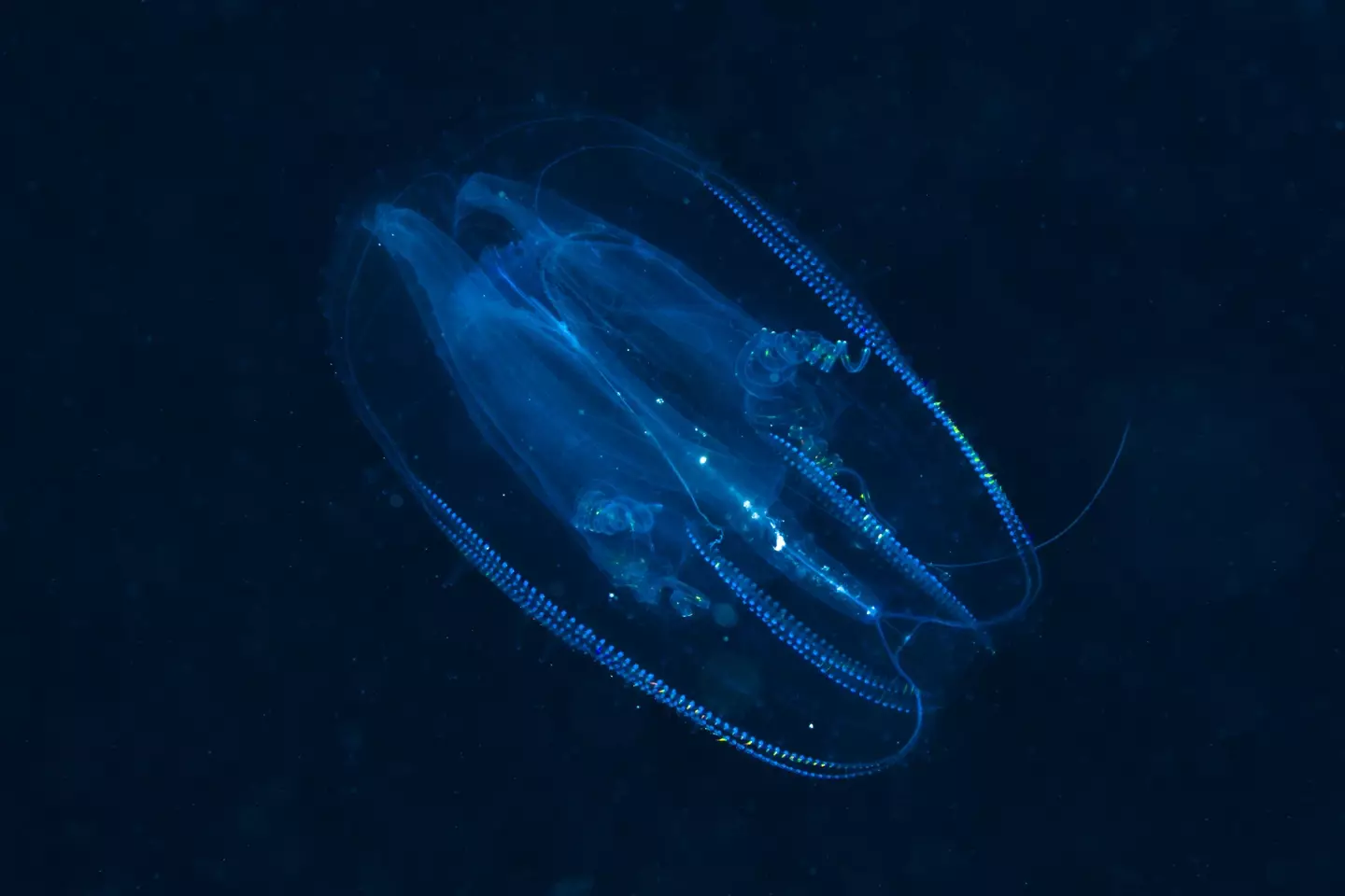 The unique creature may be able to 'time travel', scientists say (Reinhard Dirscherl/ullstein bild via Getty Images)