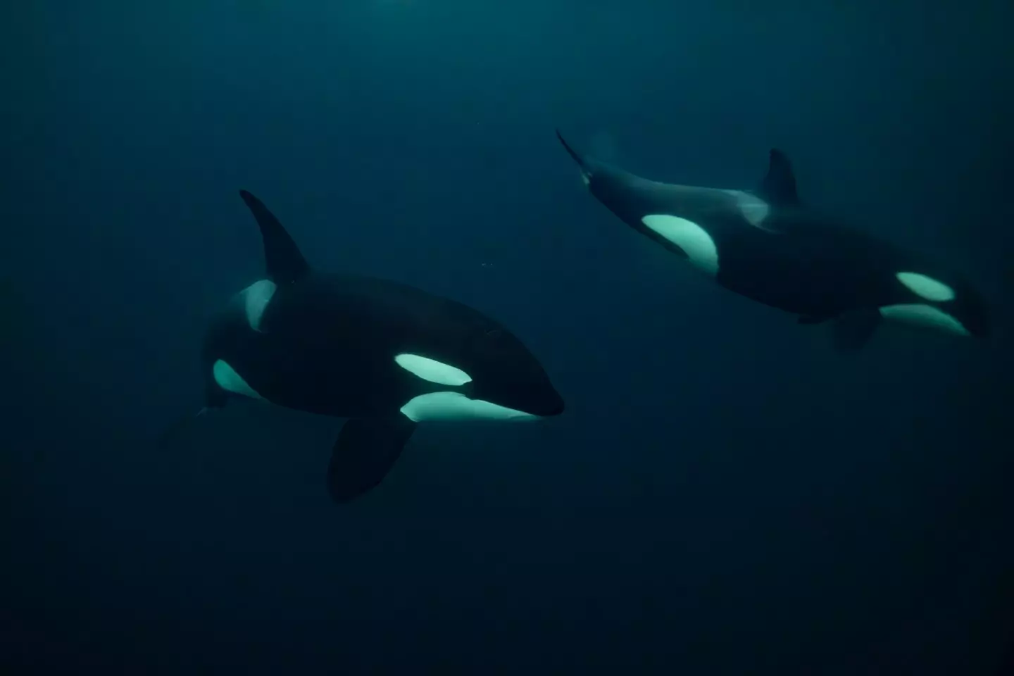 Orcas live all over the world and have no natural predators (Olivier MORIN / AFP via Getty Images)