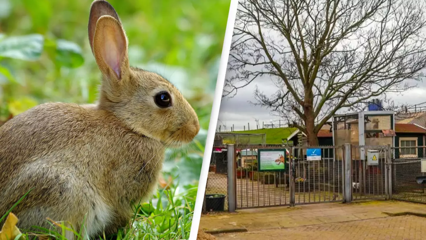 Boy, 9, showed no emotion after strangling nine rabbits and two guinea pigs to death at petting zoo